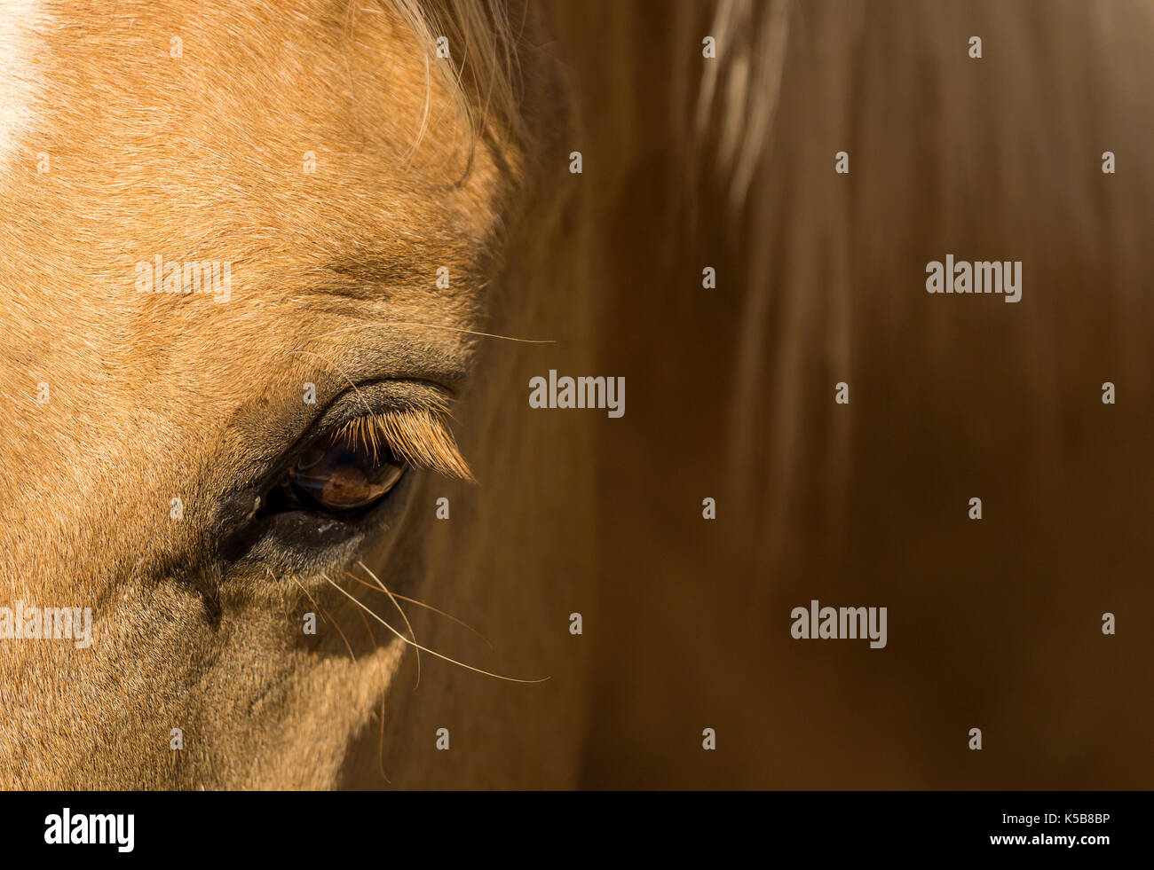 Humans domesticate animals hi-res stock photography and images - Alamy