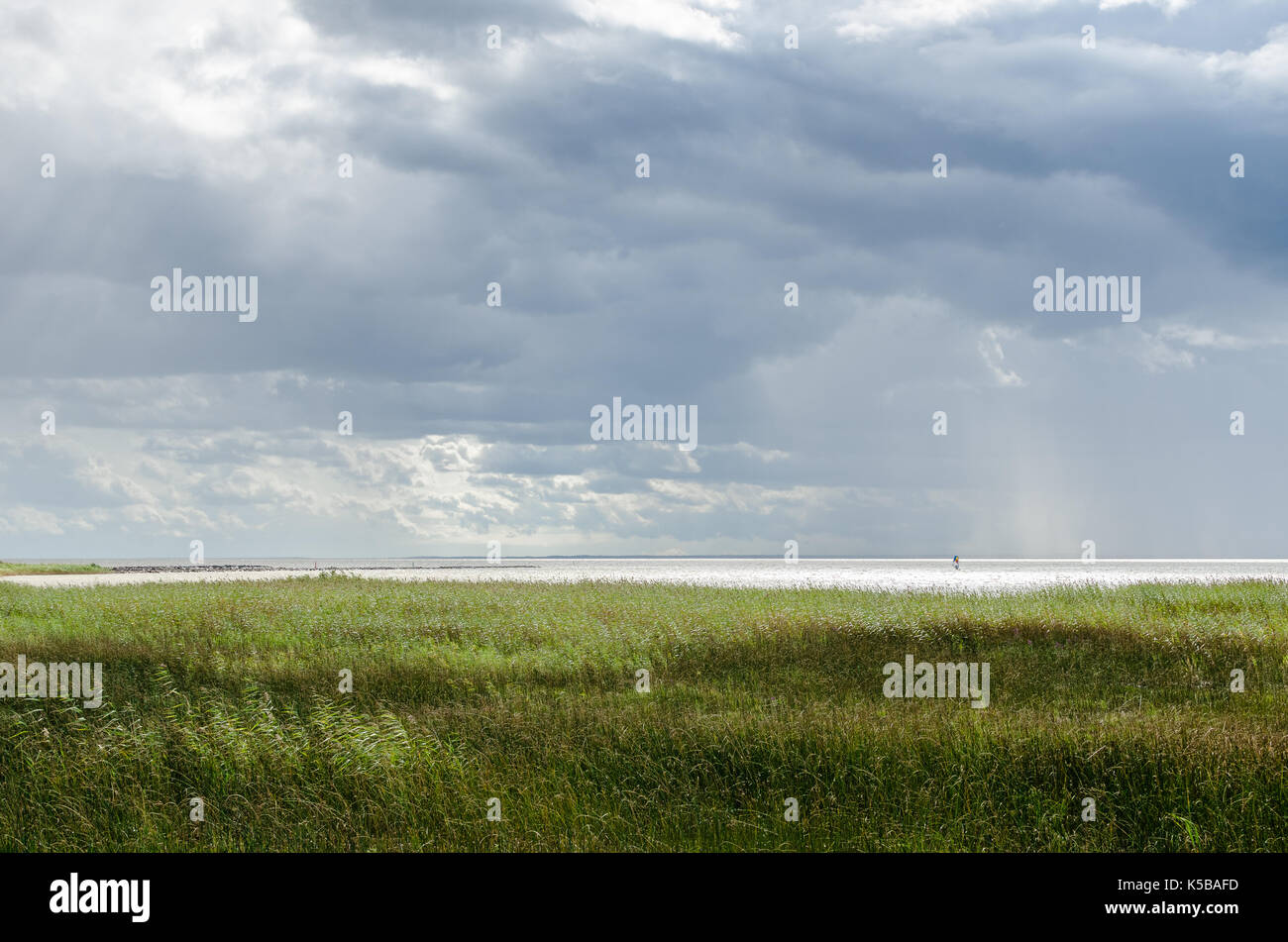 Grass bends in the wind on the shores of Lake Võrtsjärv in Southern Estonia as a lone figure sails in the distance Stock Photo