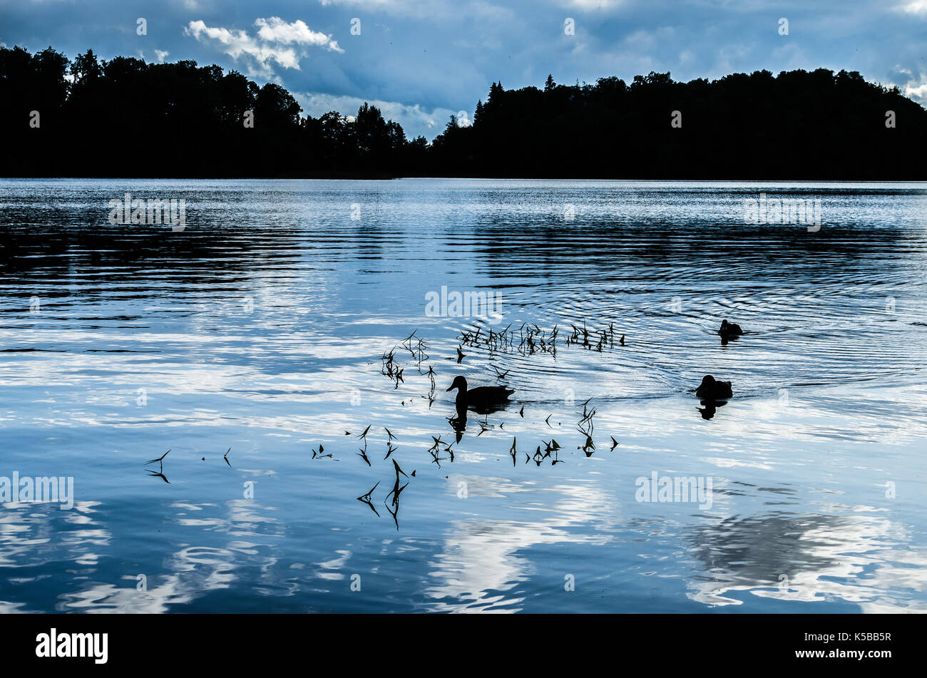 Silhouette of ducks swimming in a placid lake Stock Photo