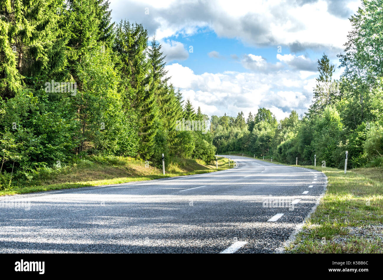 A road through a pine forest Stock Photo
