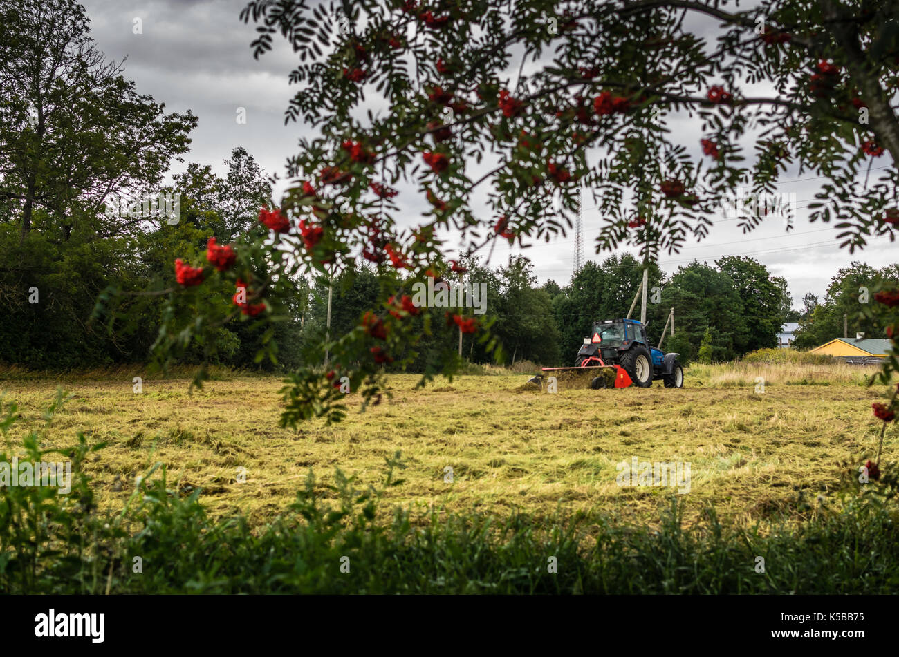 Tractor cutting the grass in the countryside Stock Photo