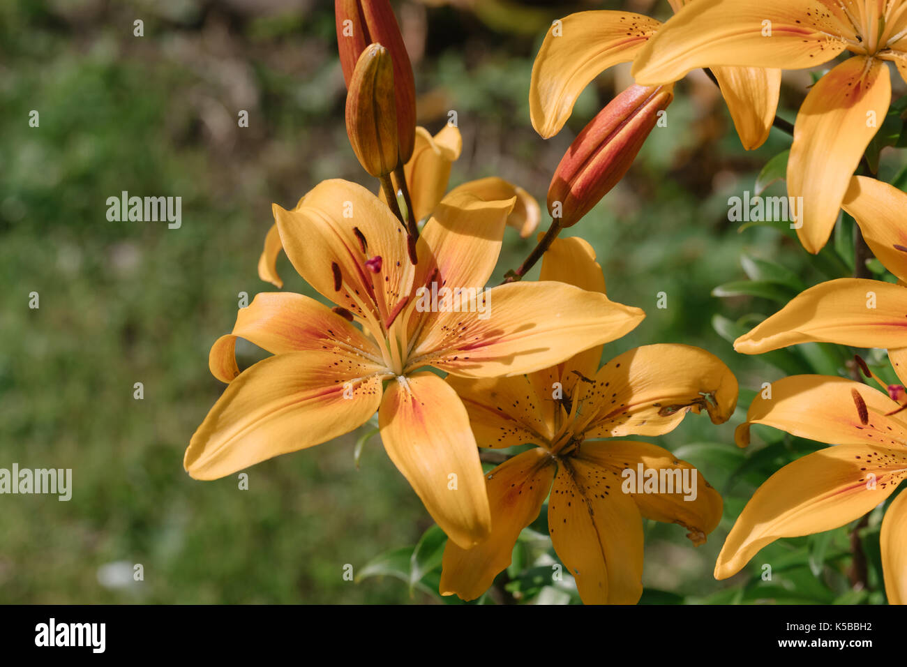 Cute orange lily flowers Stock Photo Alamy