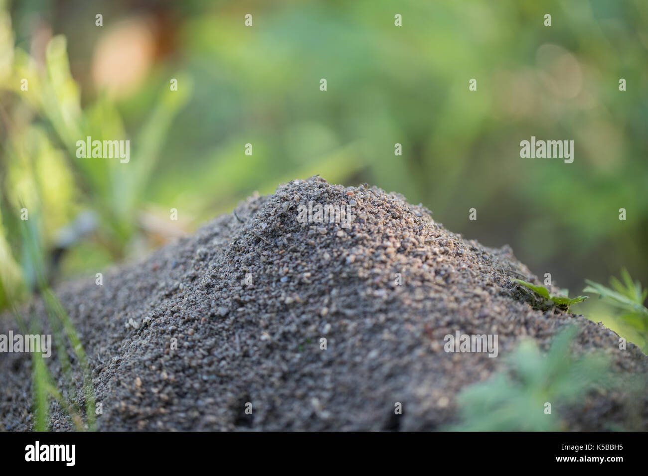 Ant colony in forest hi res stock photography and images Alamy Ant colony in forest hi res stock photography and images Alamy