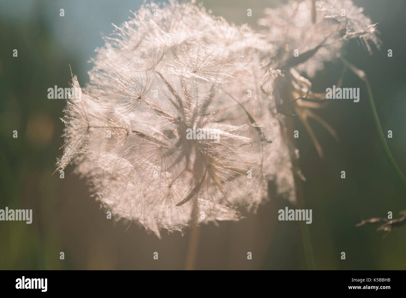 Dandelion seeds in the morning sunlight. Stock Photo