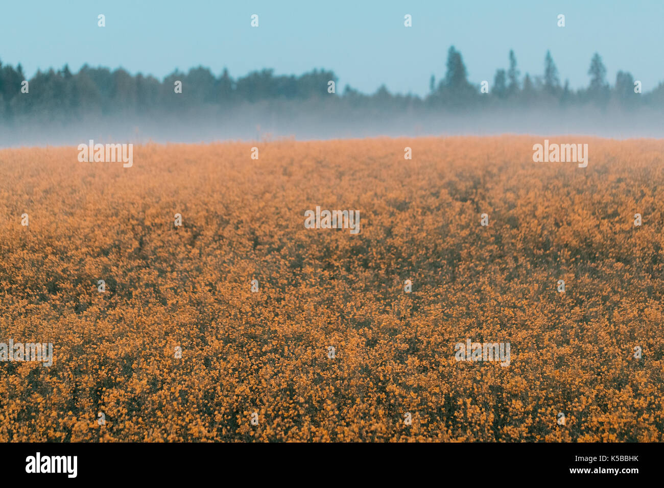 yellow field of flowers early in the morning Stock Photo