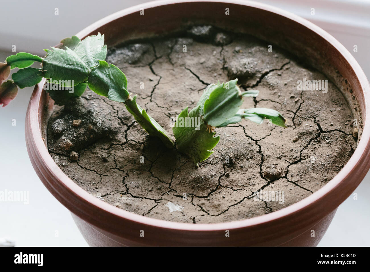 Dry earth in a flowerpot Stock Photo