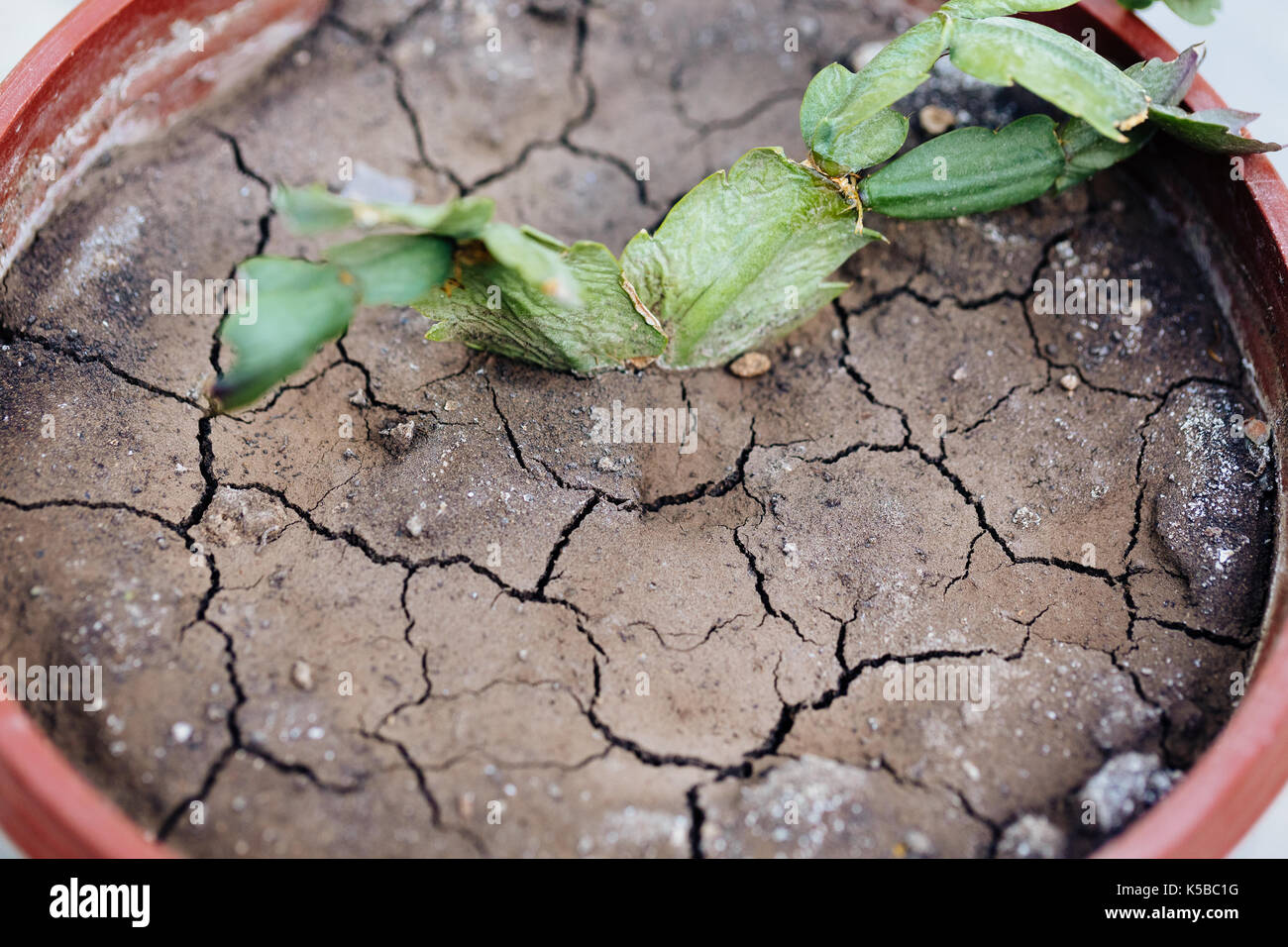 Dry earth in a flowerpot Stock Photo