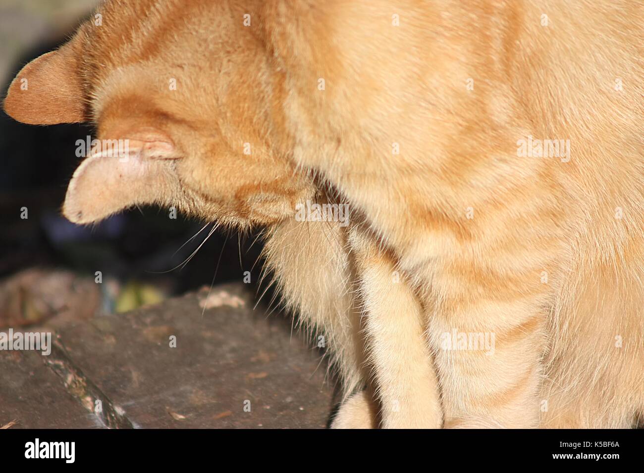 Ginger tabby grooming itself outside in sunlight Stock Photo