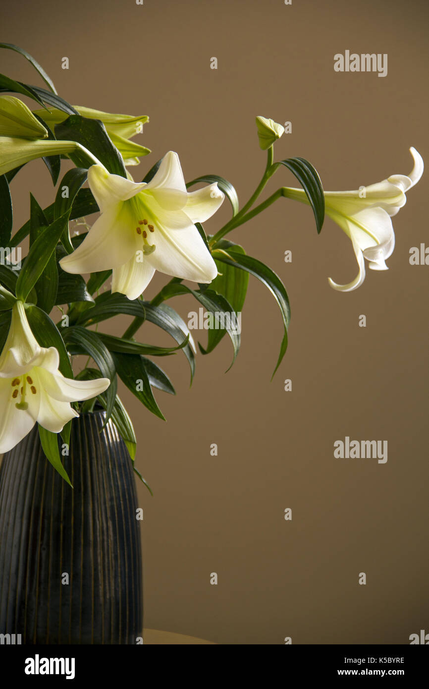 Still life with white lilies bouquet in black ceramic vase on beige ...