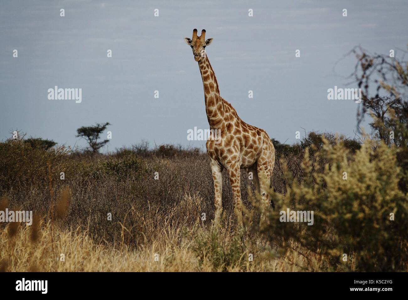Tall giraffe standing in African Savannah Stock Photo