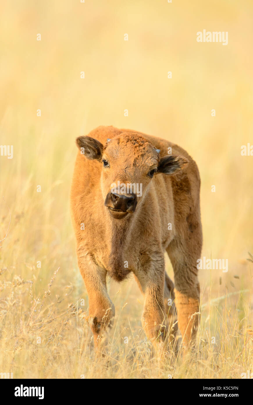 American Bison Calf (Bison bison), Western North America Stock Photo