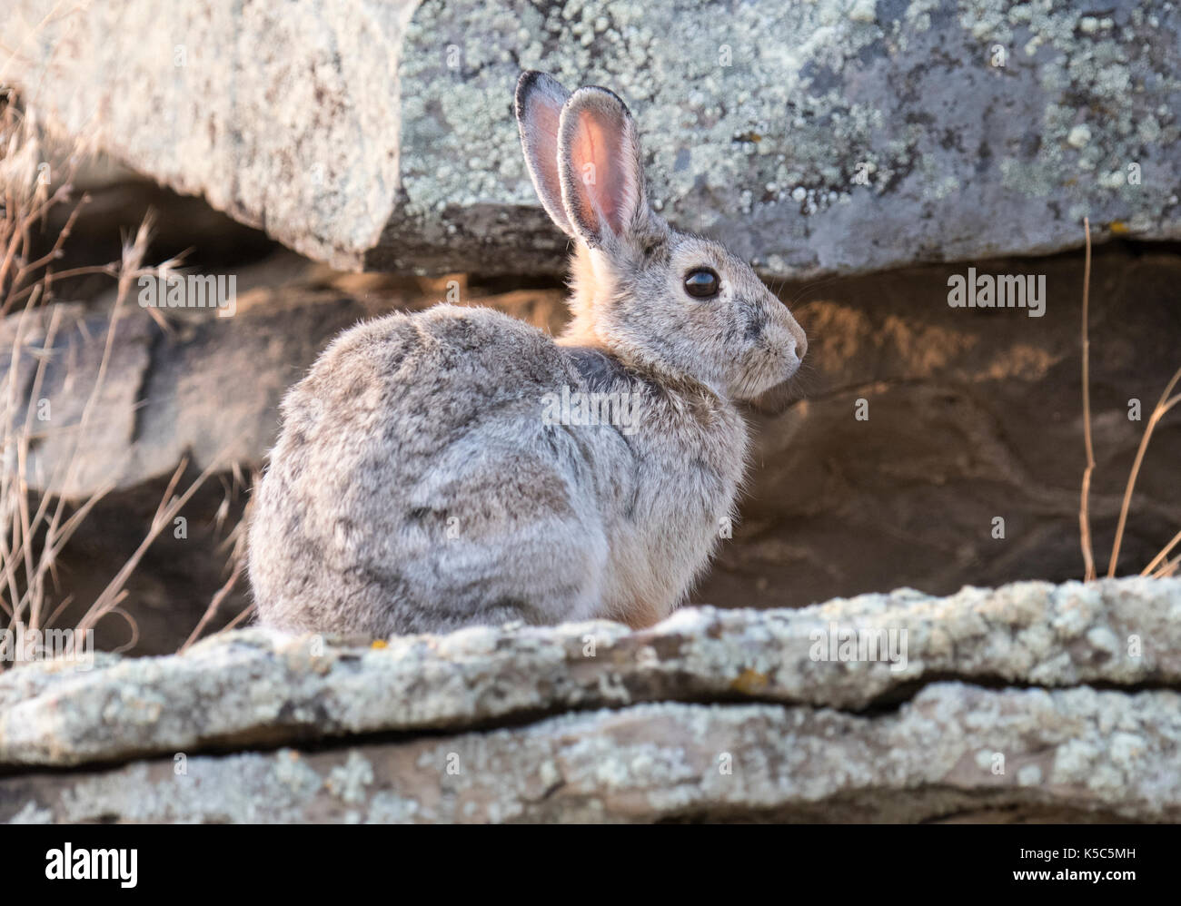 Mountain Cottontail Rabbit (Sylvilagus nuttallii), Montana, US Stock Photo