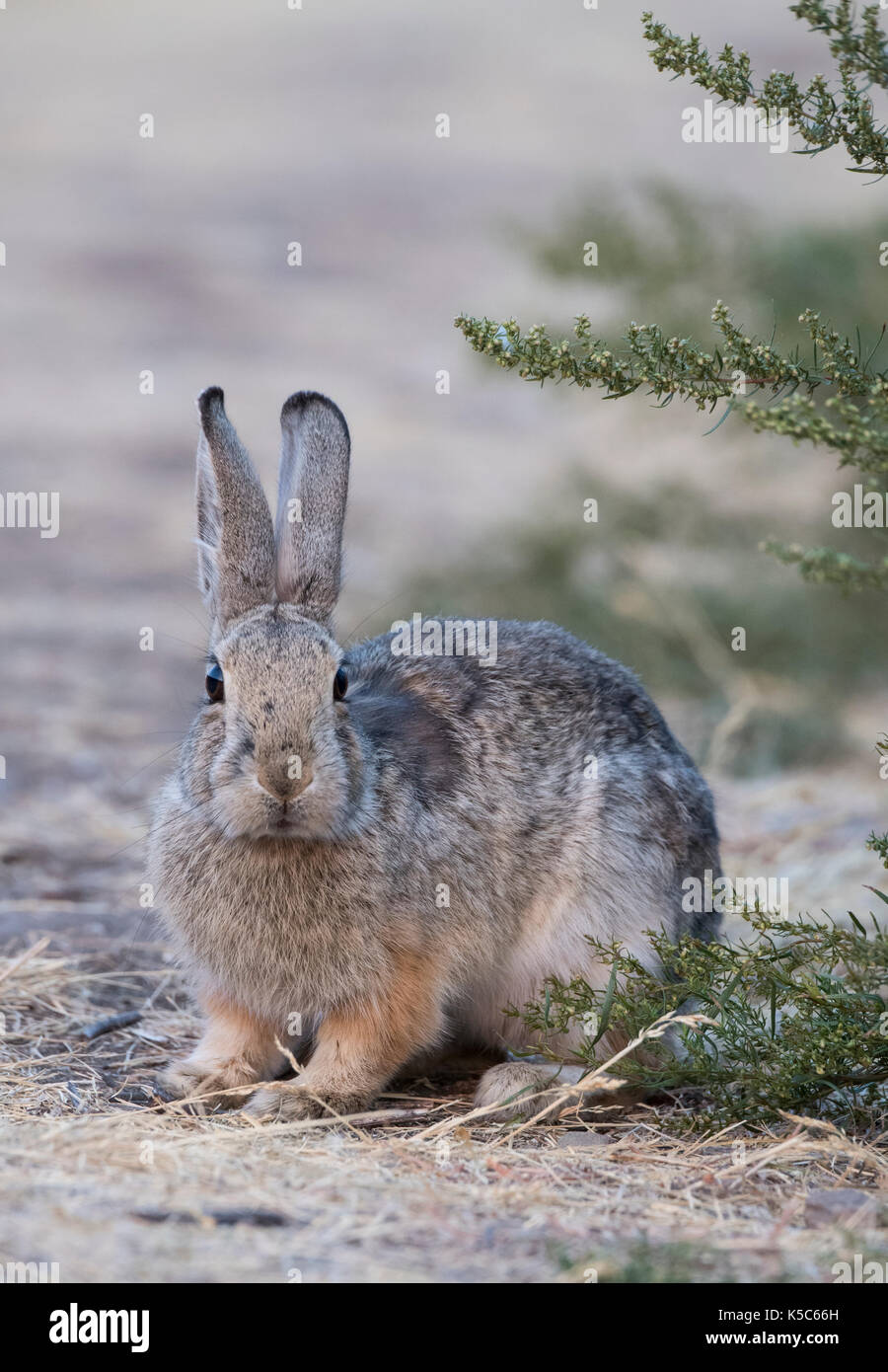 Mountain Cottontail Rabbit (Sylvilagus nuttallii), Montana, US Stock Photo