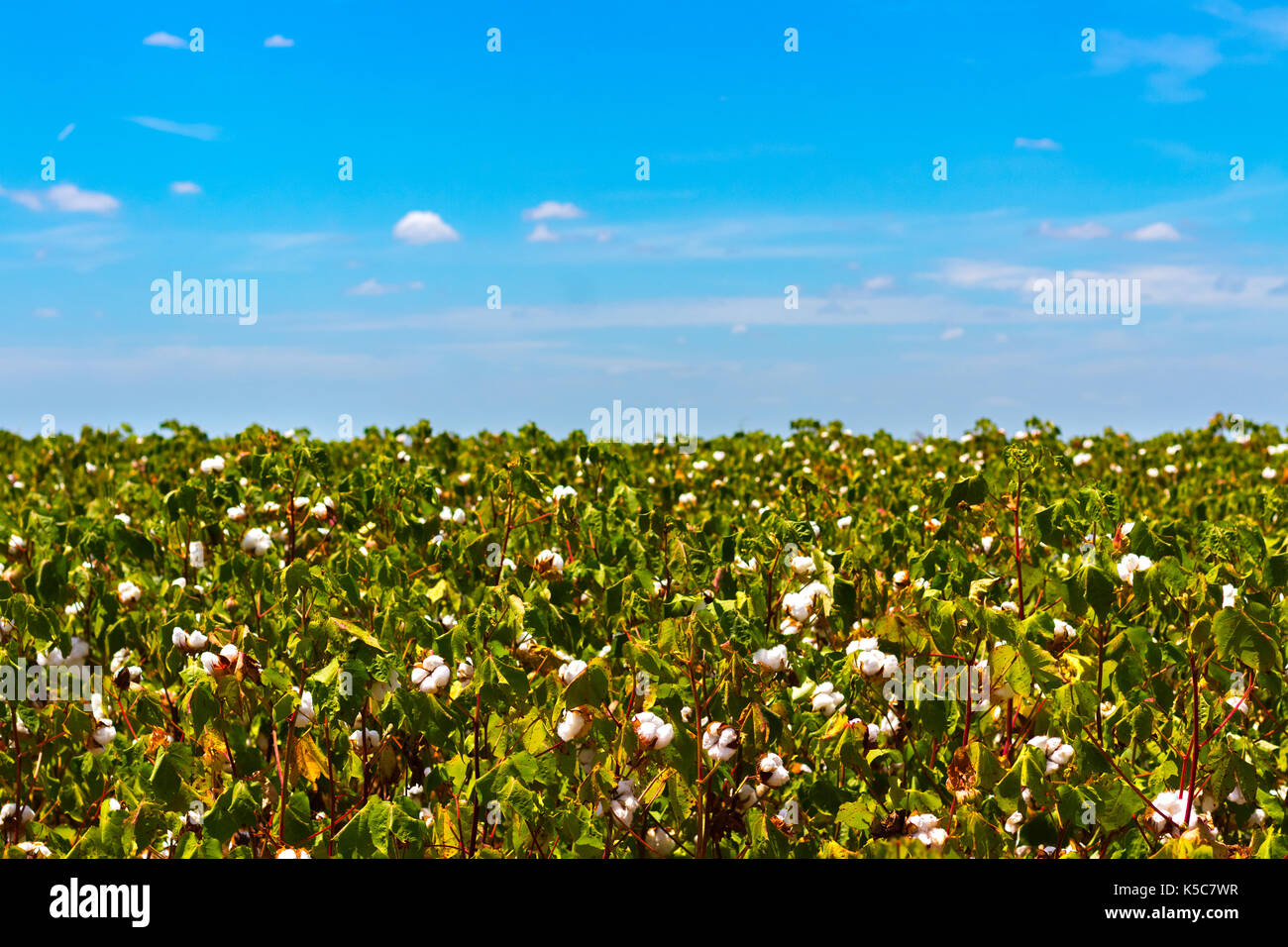 Texas cotton farming hires stock photography and images Alamy