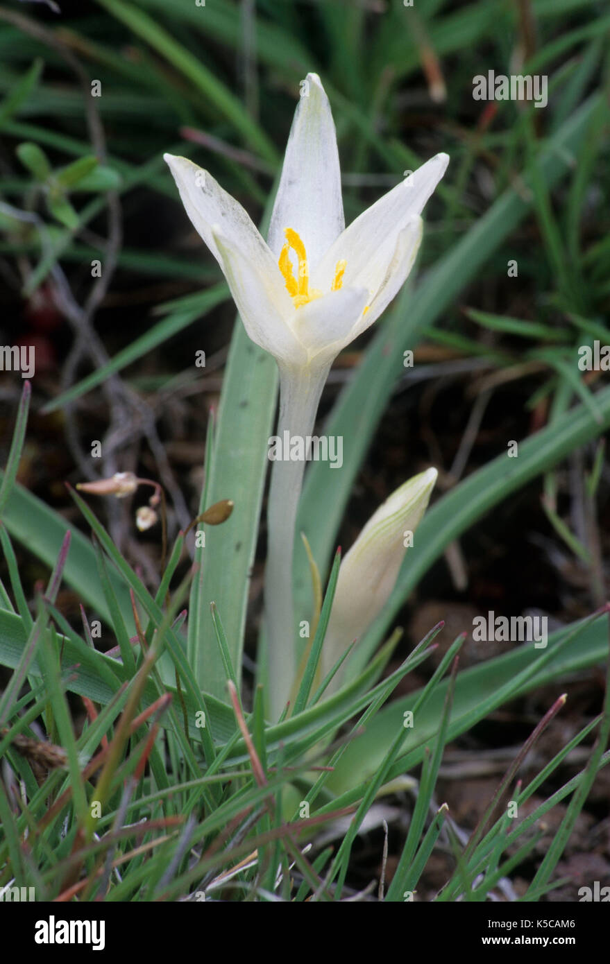 Sand lily, Diamond Craters Outstanding Natural Area, Diamond Loop National Back Country Byway, Oregon Stock Photo