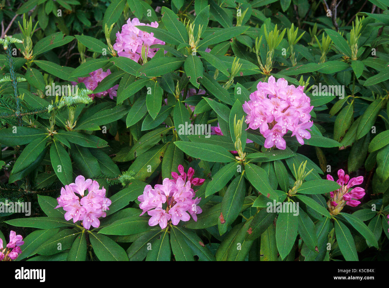 Pacific rhododendron (Rhododendron macrophyllum), Mt Hood National ...