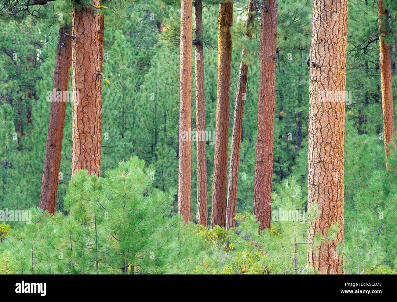 Old growth ponderosa trunks hi-res stock photography and images - Alamy