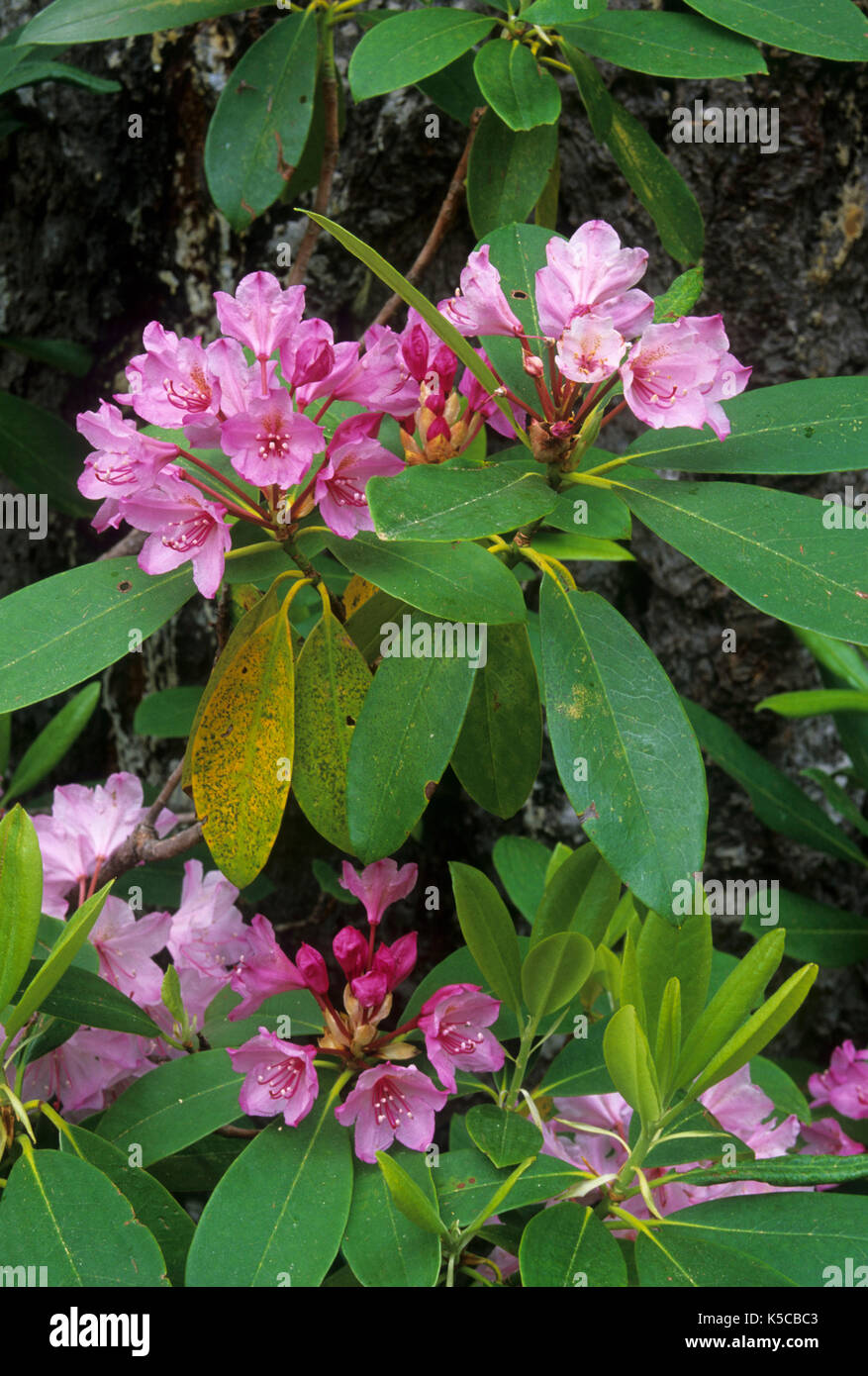 Pacific rhododendron (Rhododendron macrophyllum), Aufderheide National ...