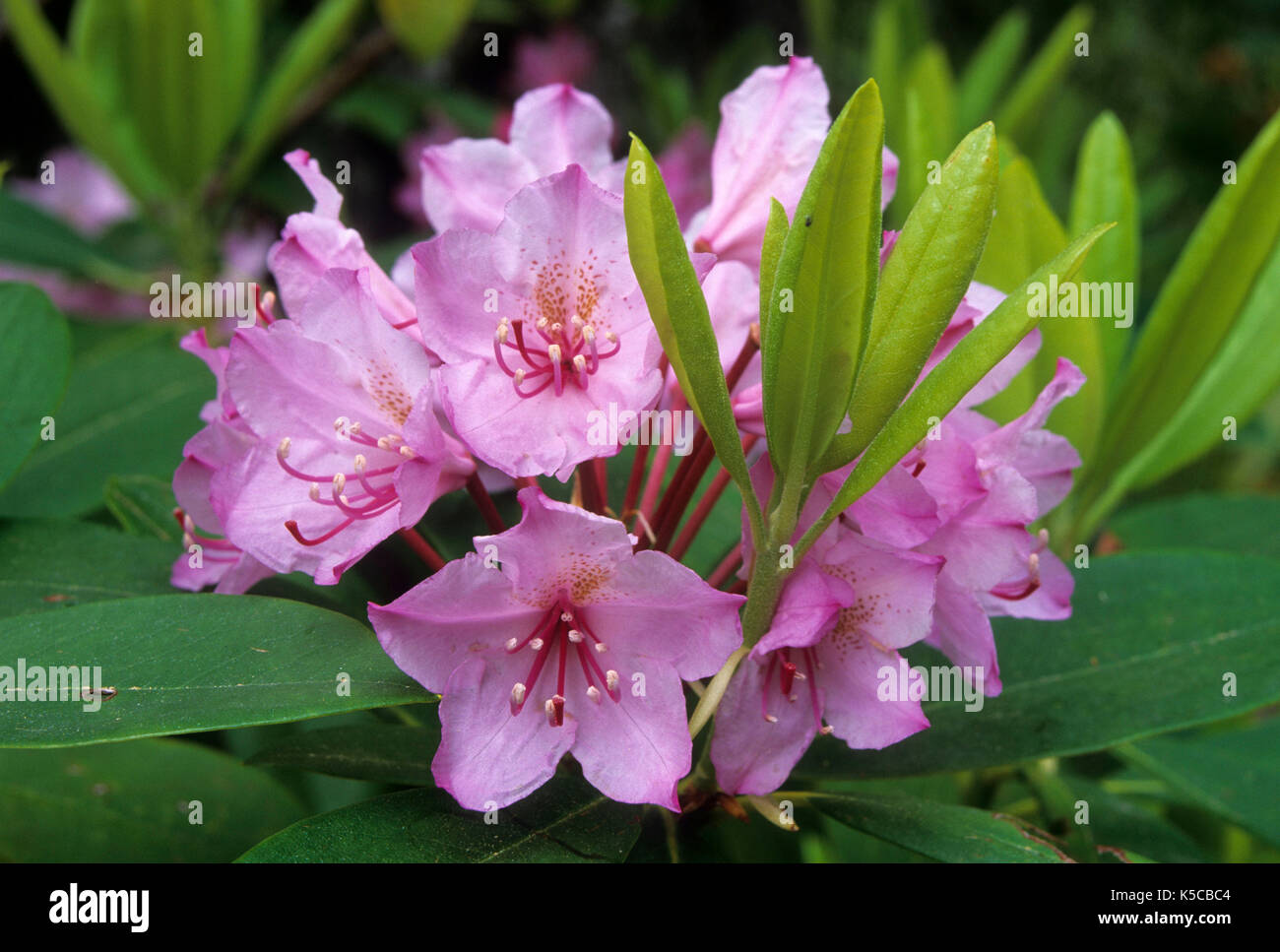 Pacific rhododendron (Rhododendron macrophyllum), Aufderheide National ...