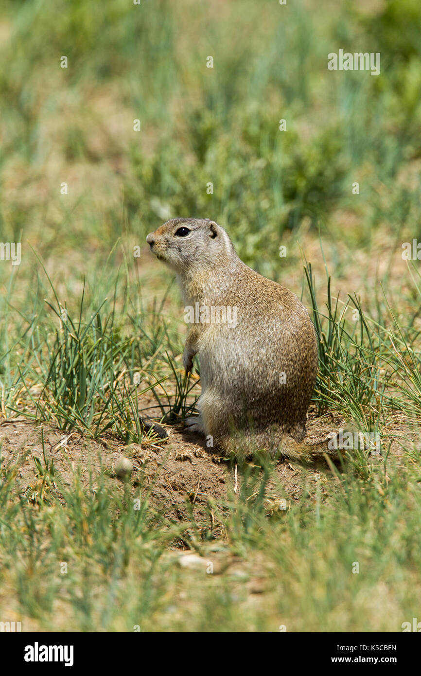 Wyoming Ground Squirrel Urocitellus elegans Arapaho National Wildlife