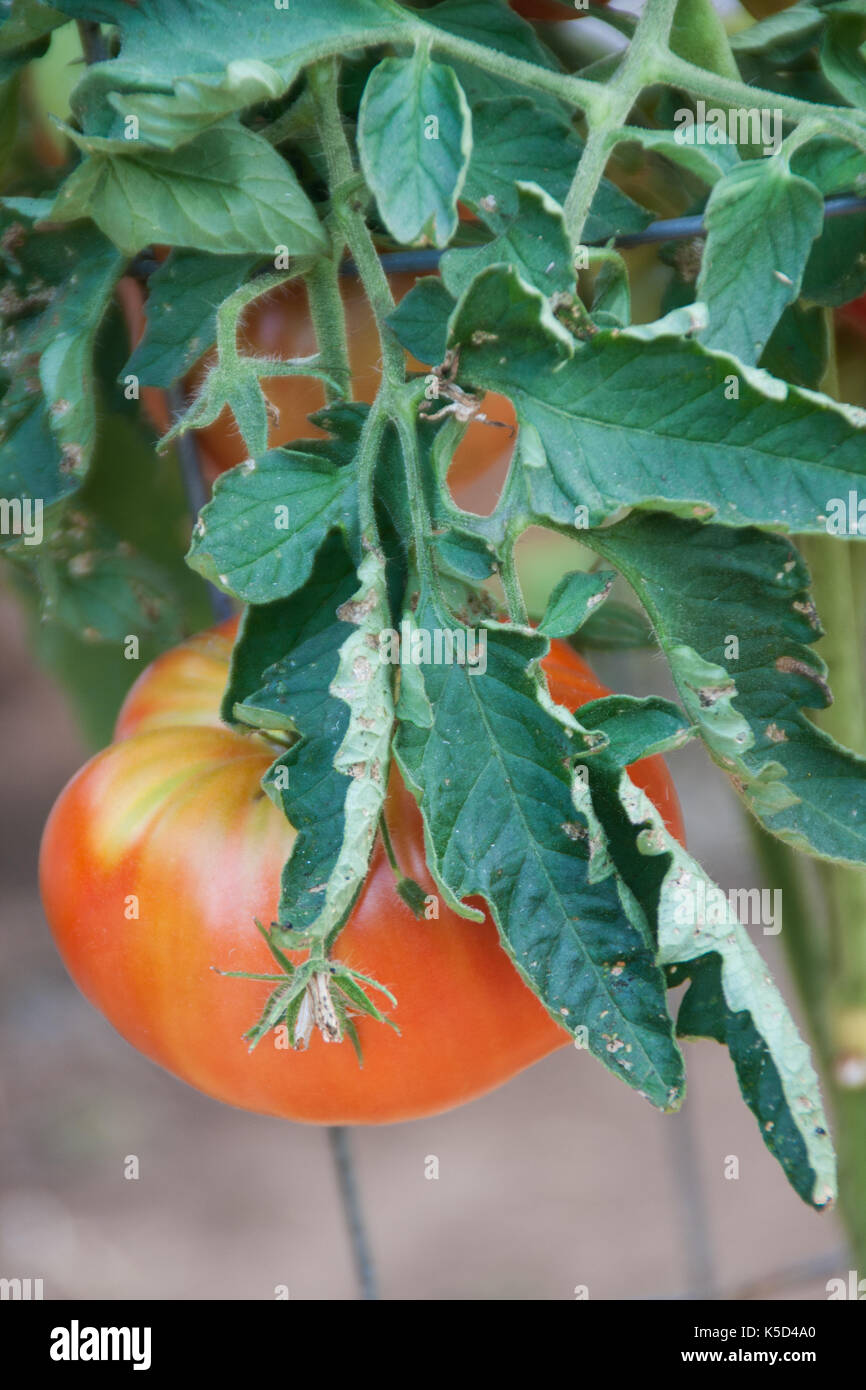 Tomatoes growing on the vine, in outdoor garden. Stock Photo