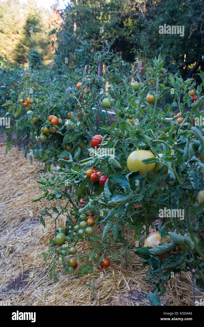 Tomatoes growing on the vine, in outdoor garden. Stock Photo