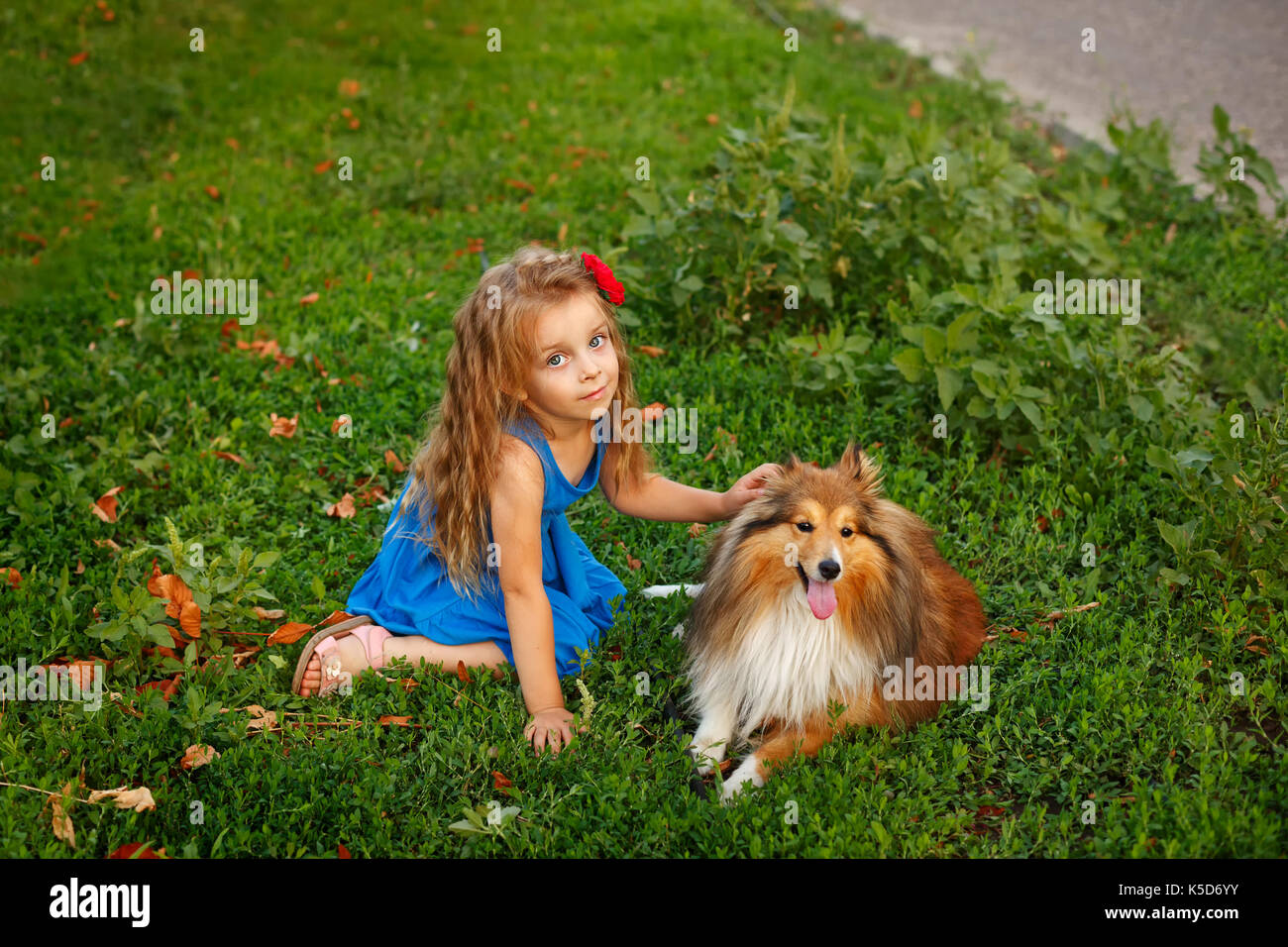 Cute little girl with a dog Sheltie breed. Best friends forever. Dog