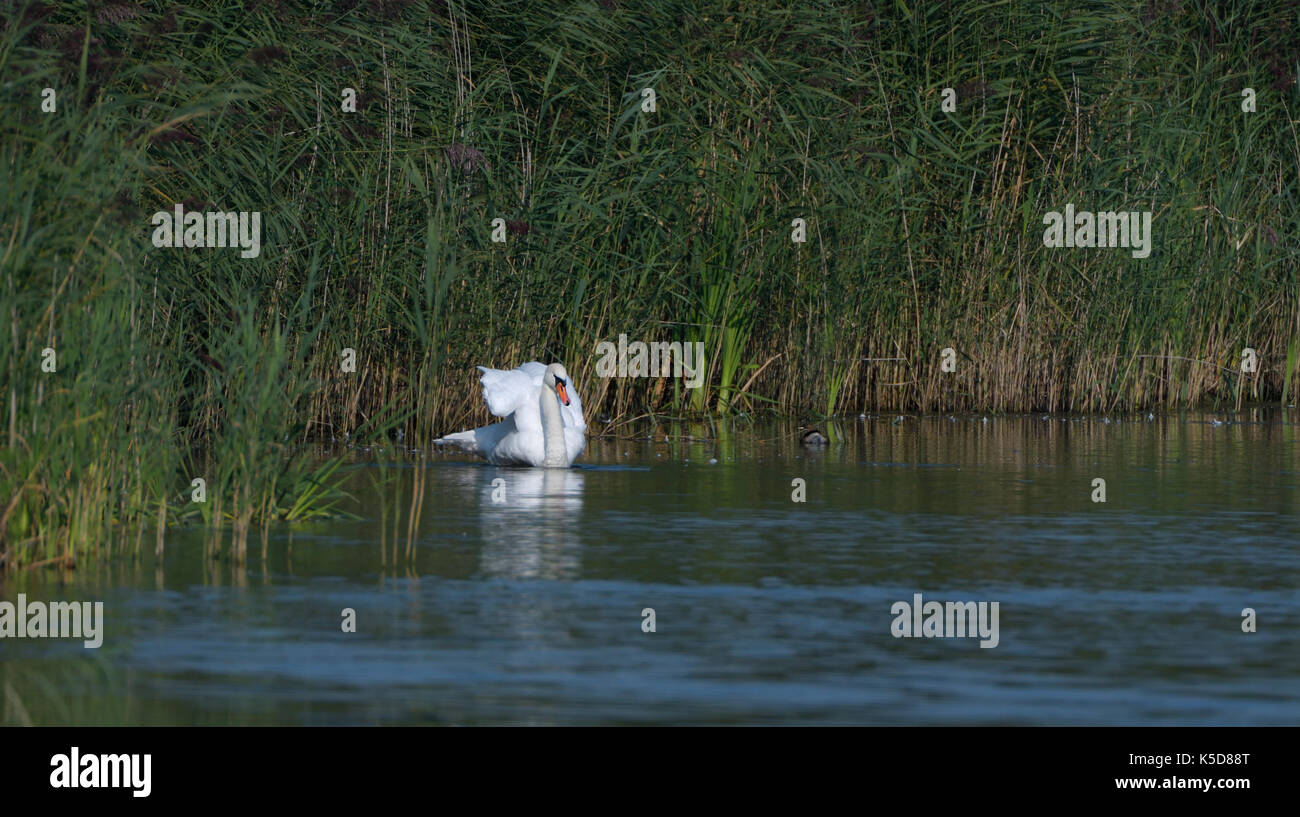 Mute Swan swimming in a pond with reeds in the background Stock Photo ...