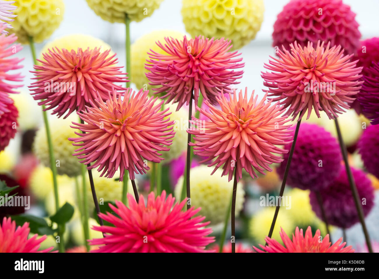 Dahlia 'Josudi mercury' flowers at RHS Wisley flower show, Surrey, England Stock Photo