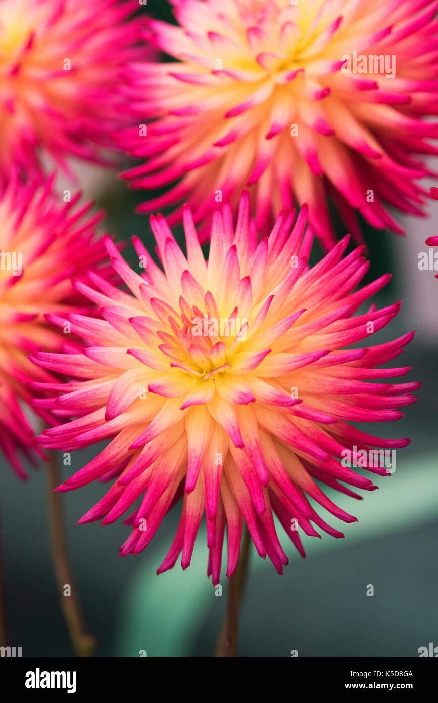 Dahlia 'Josudi TelStar' flowers at RHS Wisley flower show, Surrey
