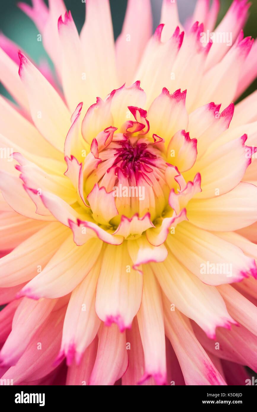 Dahlia 'Nenekazi' flower at RHS Wisley flower show, Surrey, England
