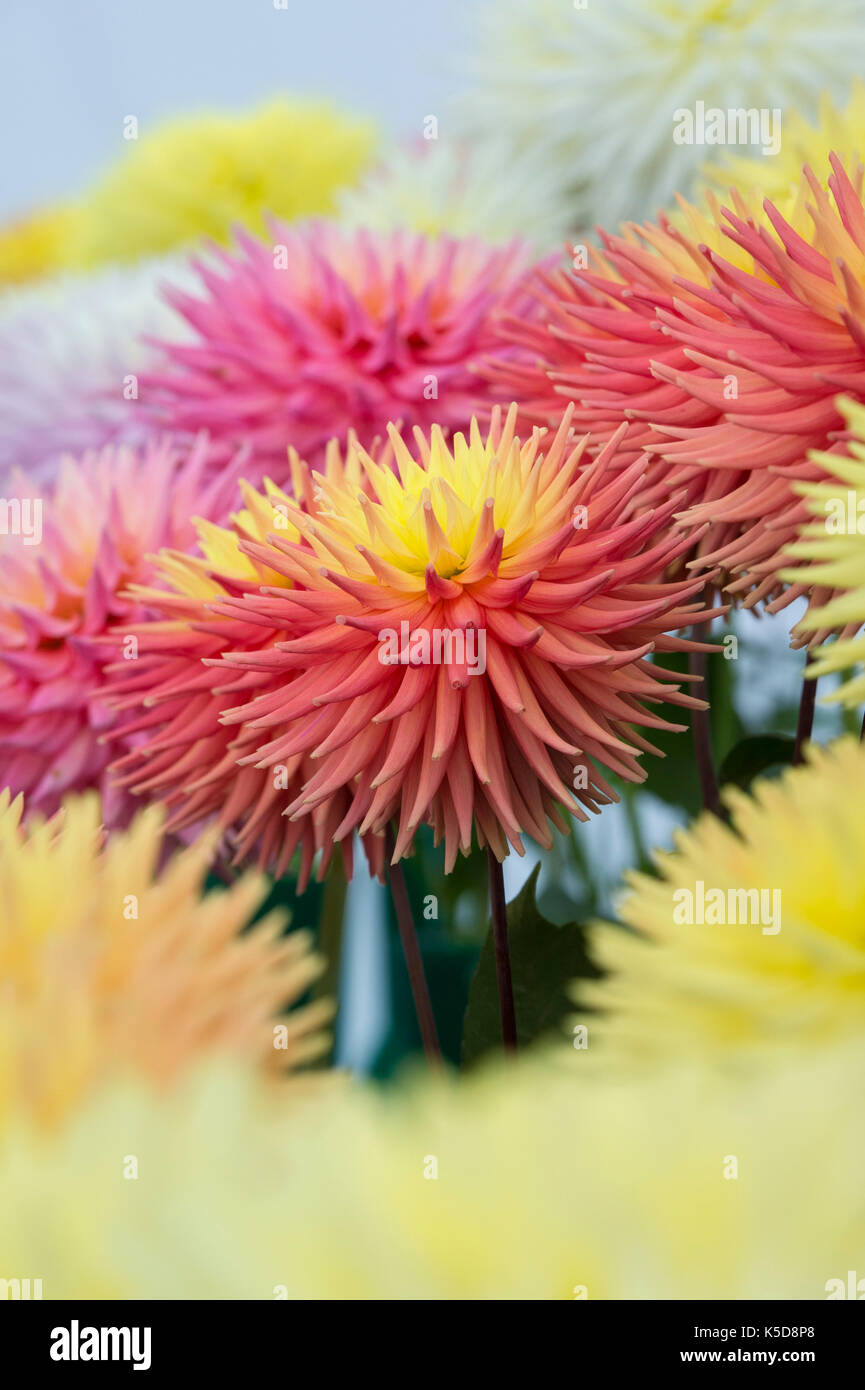 Dahlia 'Ruskin myra' flower at RHS Wisley flower show, Surrey, England