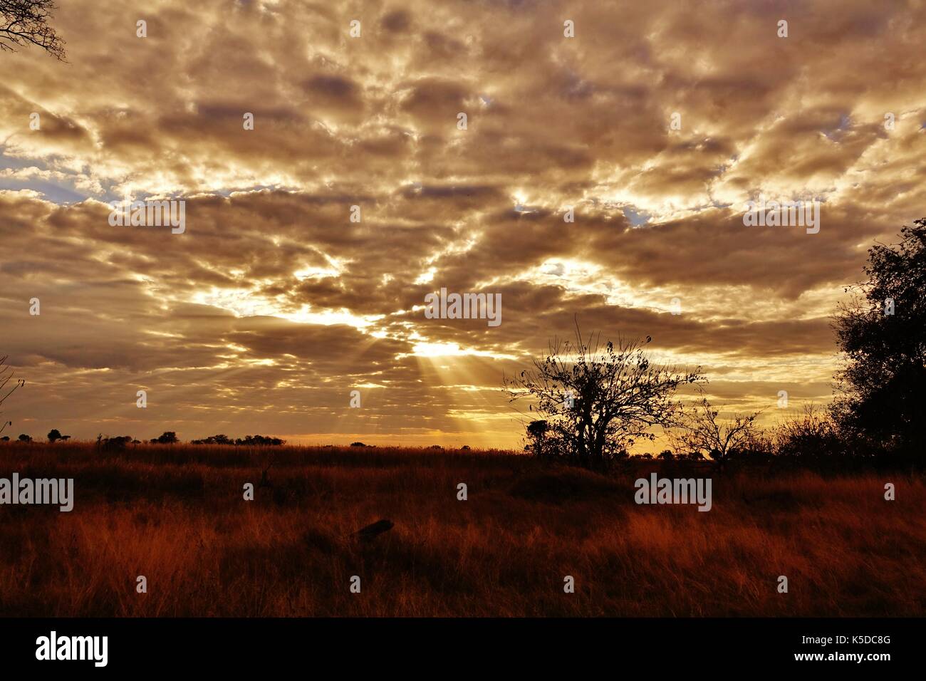 Sunset in African bush Stock Photo