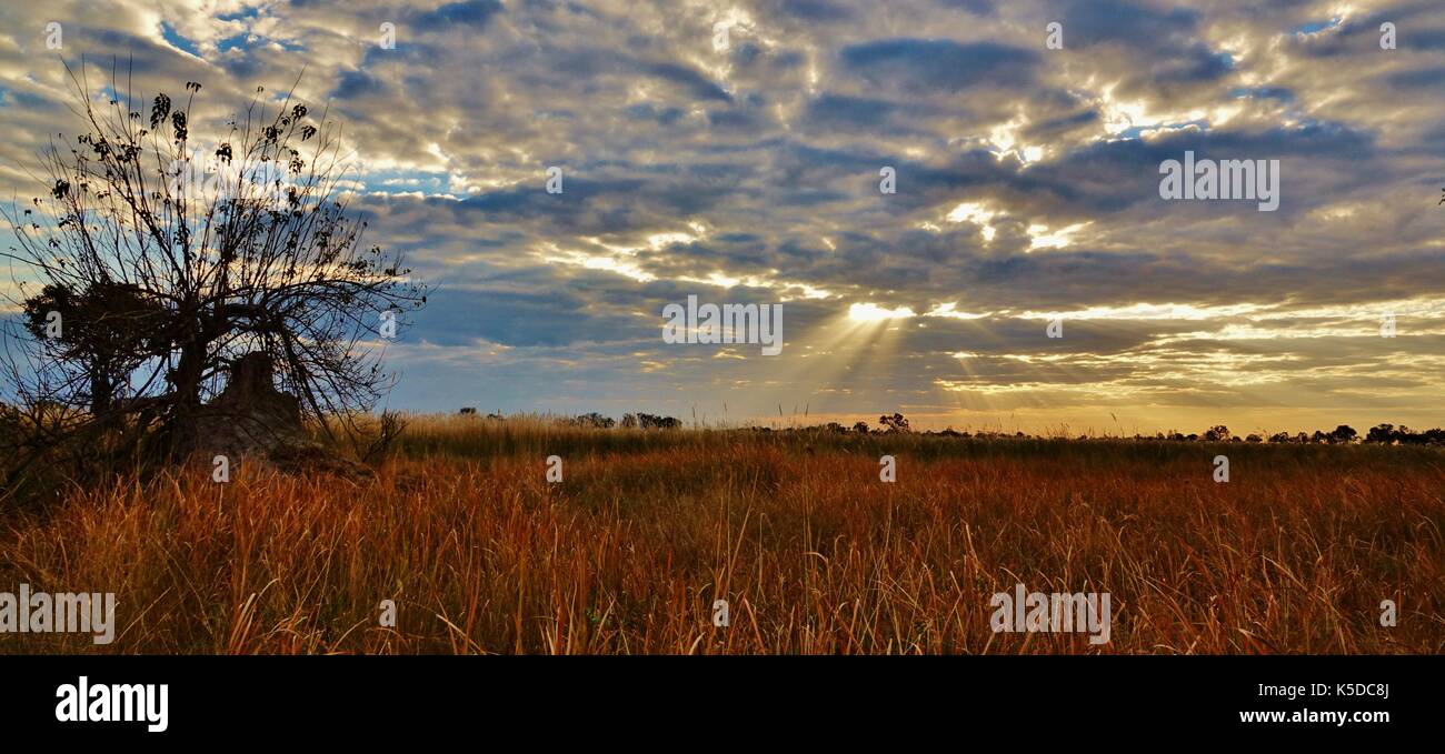 Panoramic sunset African bush Stock Photo