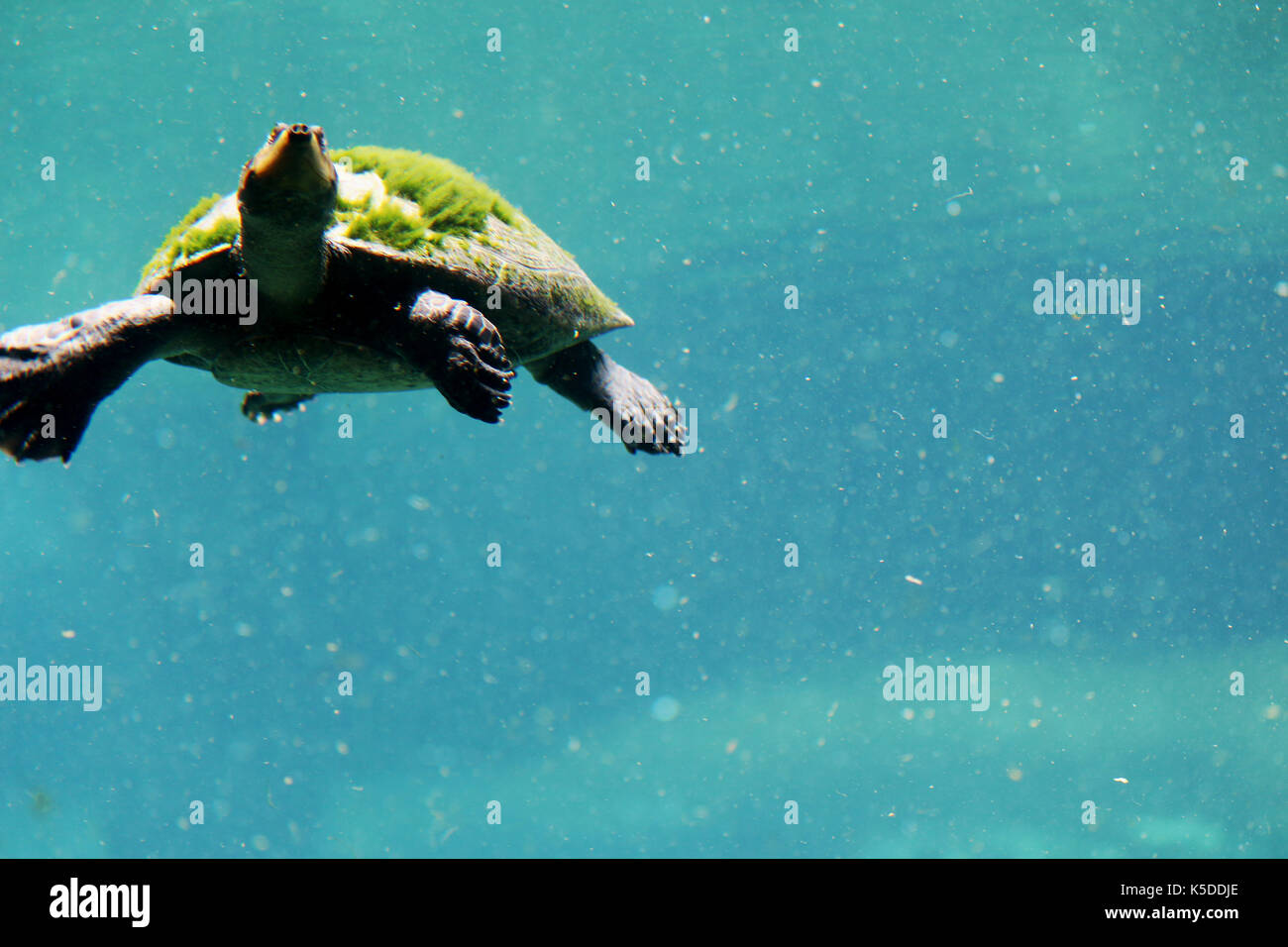 Underwater Algae Covered Aquatic Turtle Swimming Stock Photo