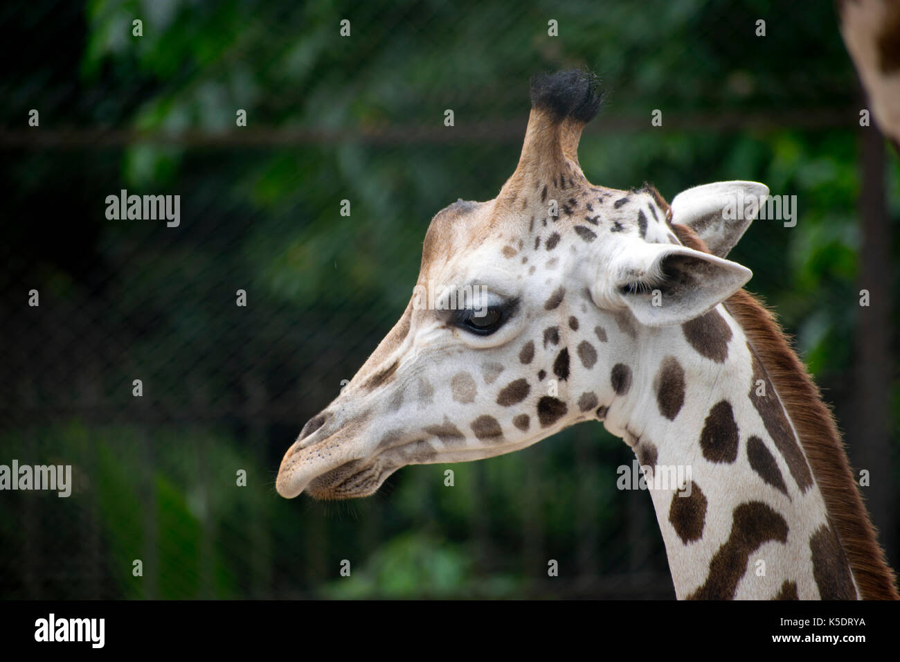 Baby giraffe face hires stock photography and images Alamy