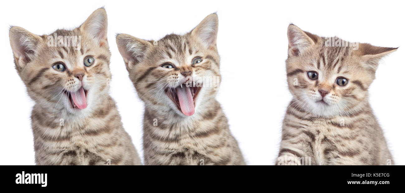 funny cats with opposite emotions. Two happy and one unhappy or sad kittens isolated on white Stock Photo