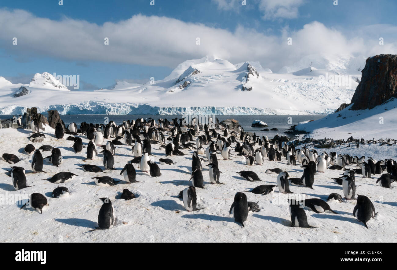Nesting Chinstrap Penguin colony, Halfmoon Island, Antarctica Stock