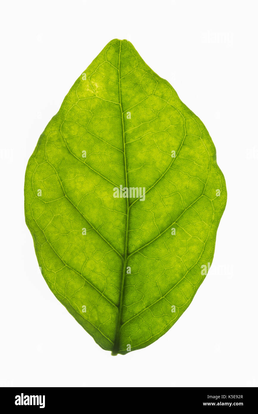 Jasmine flower and studio hires stock photography and images Alamy