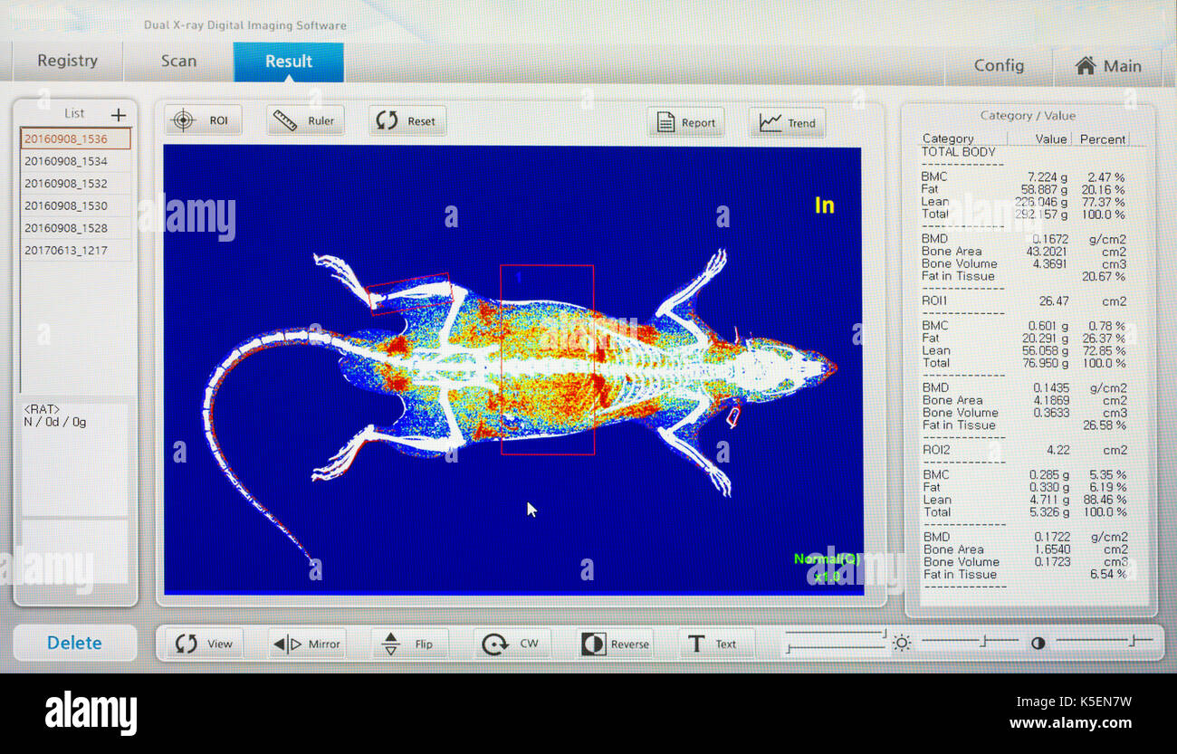 Digital image of animal x-ray software in monitor Stock Photo