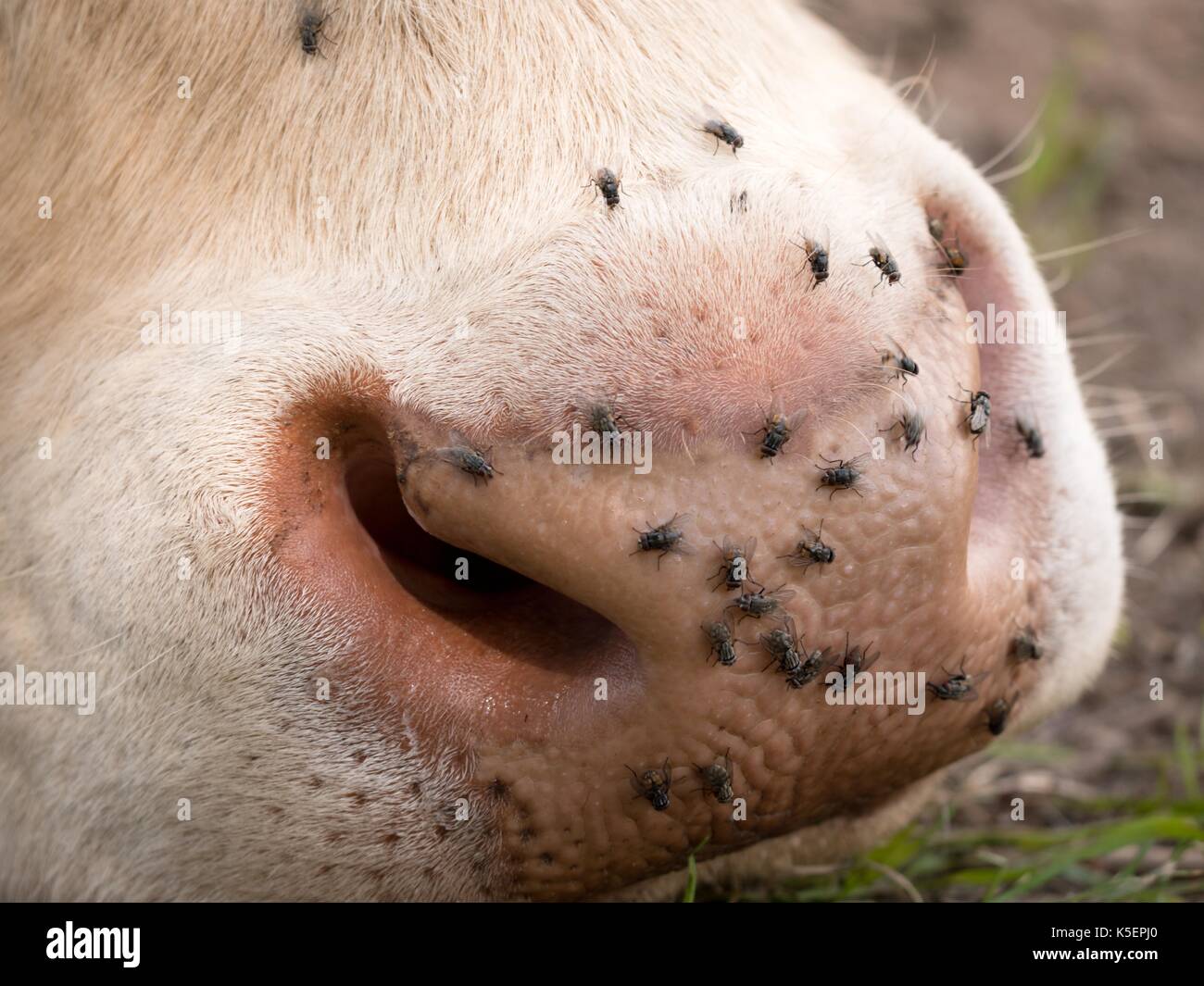 Detail of white cow muzzle. Annoying flies sit or run on the cow skin ...