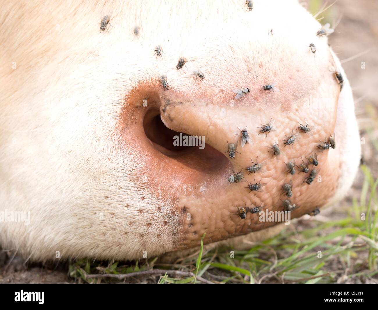 Detail of white cow muzzle. Annoying flies sit or run on the cow skin ...