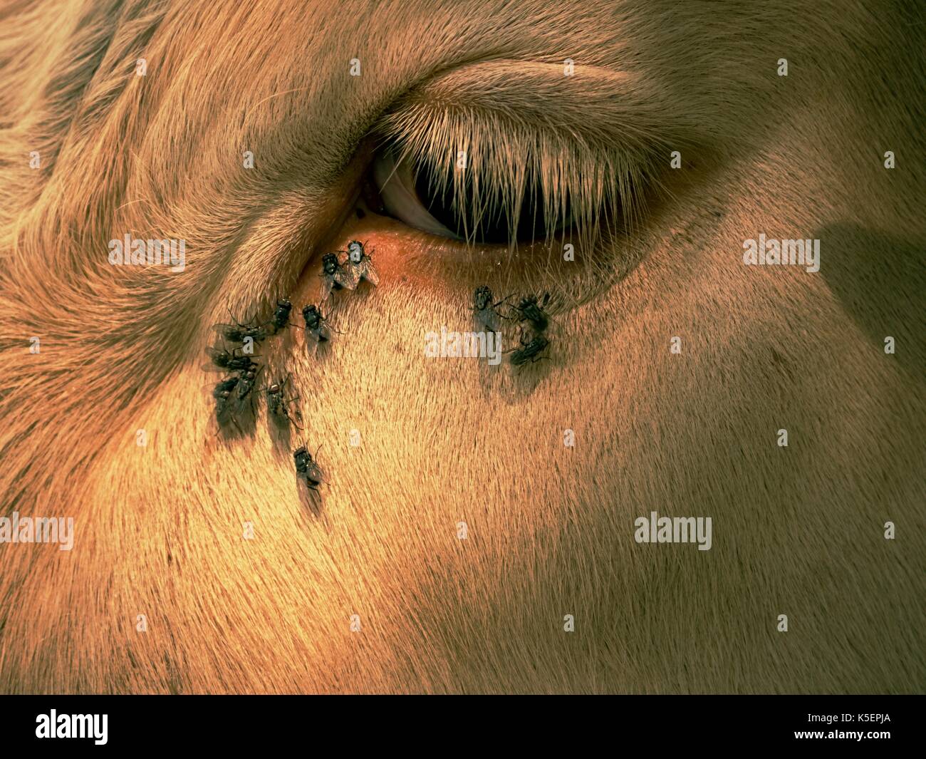 Detail of white cow eye with many annoying flies. Flies sit or run into