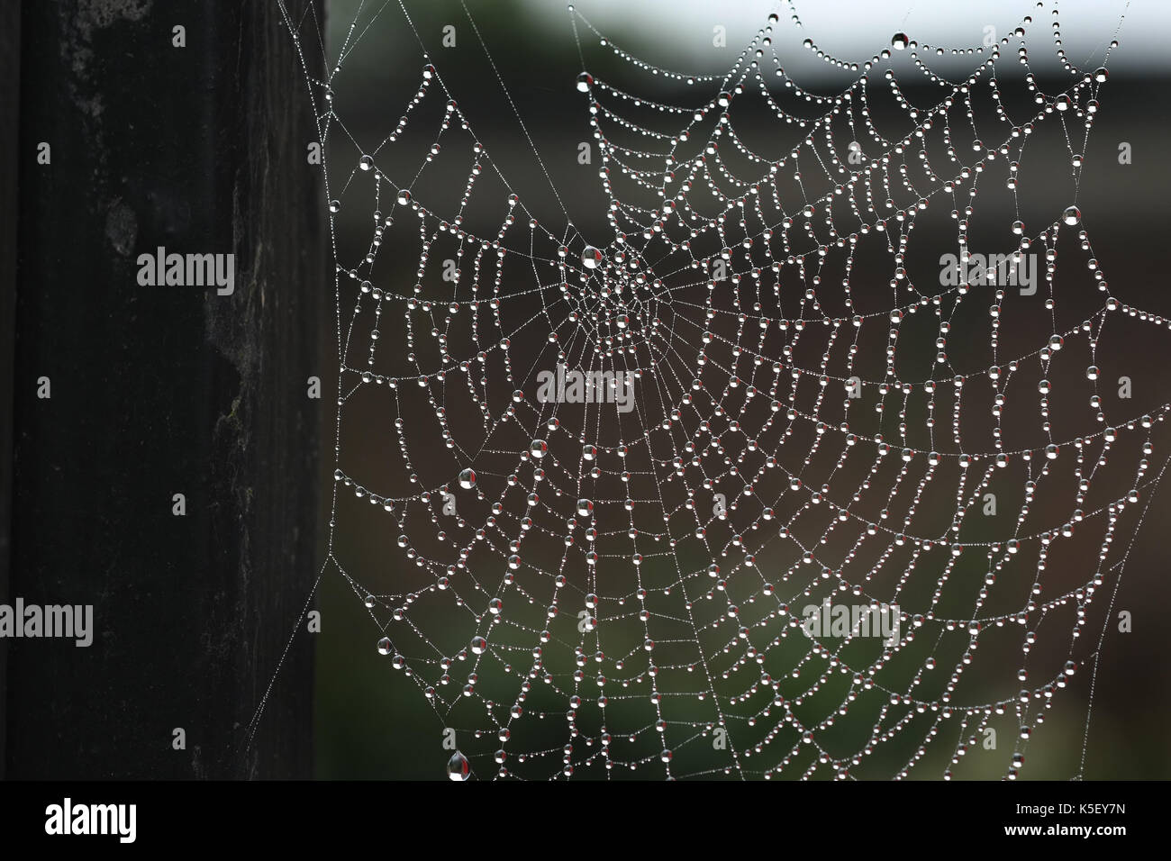 Orb spiders web with dew in autumn. Stock Photo