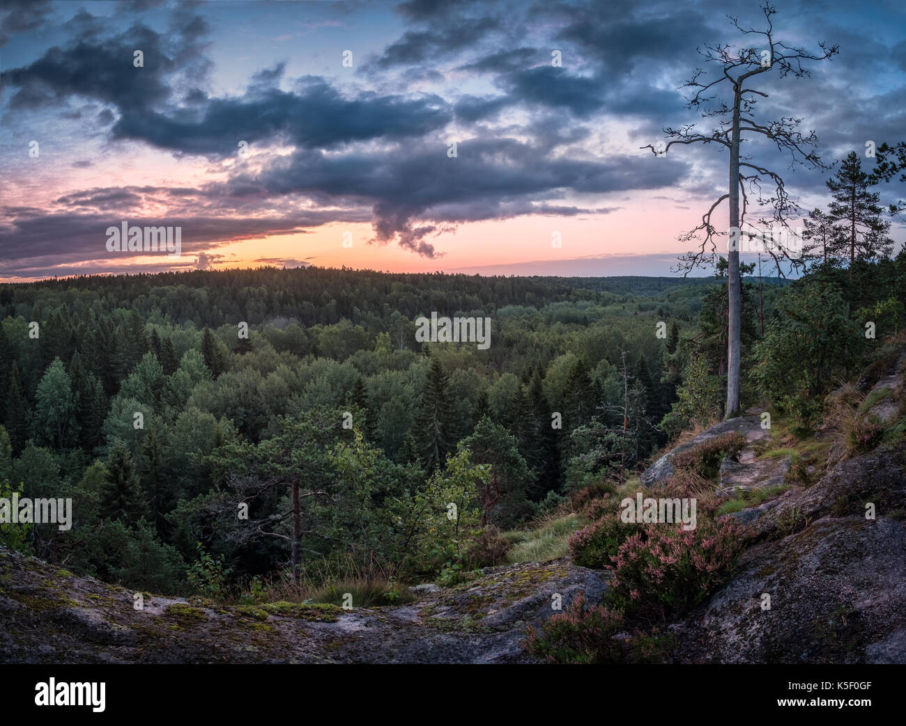 Scenic landscape with sunrise and forest at early morning in National Park Nuuksio, Finland Stock Photo