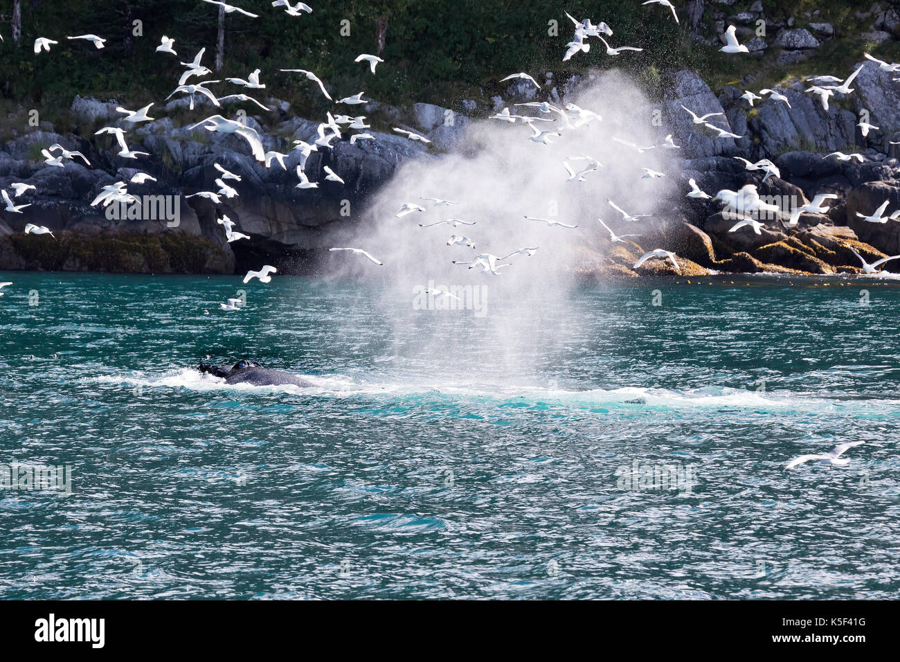 humpback whale Stock Photo