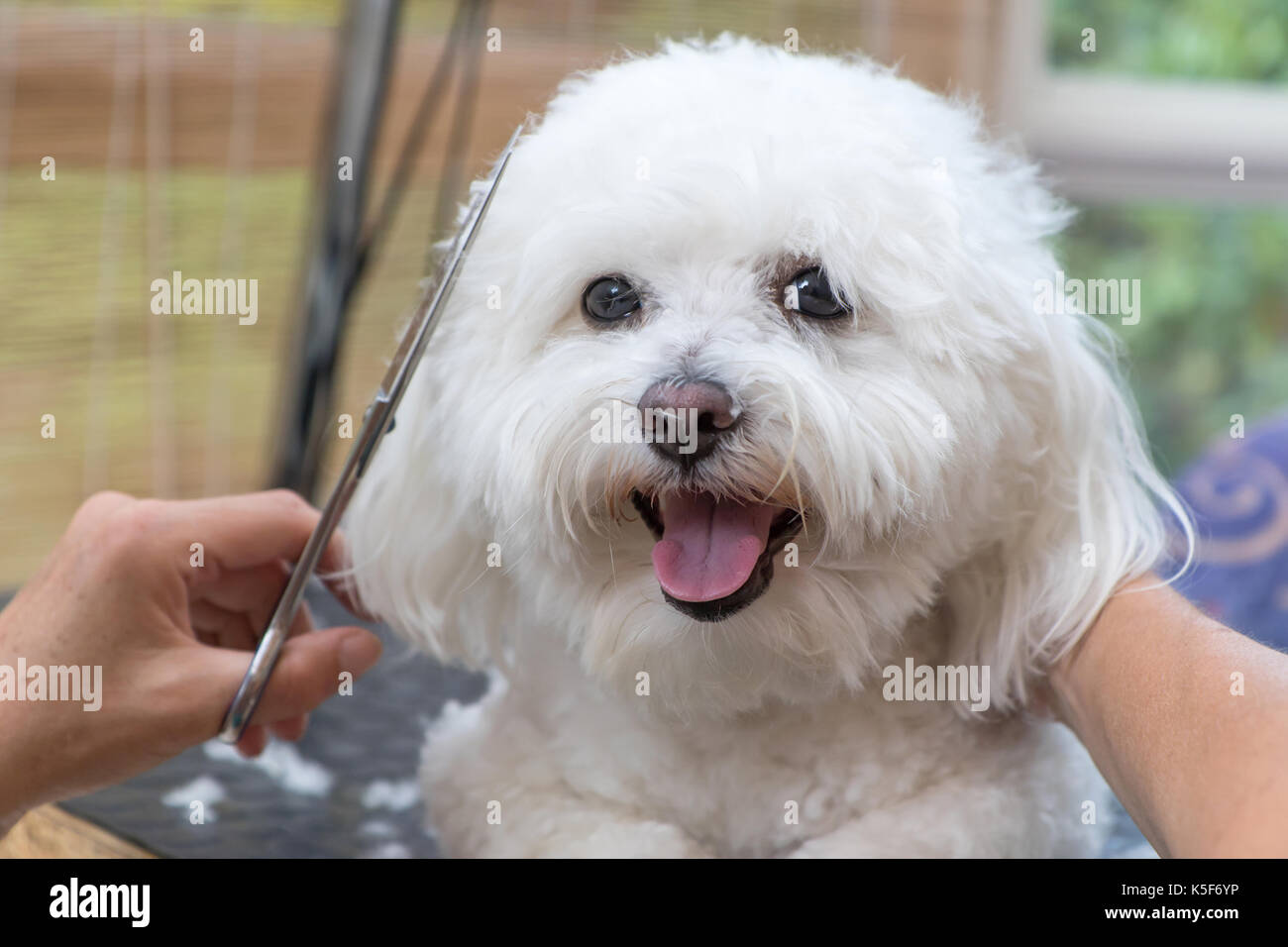 closeup-view-of-groomed-smiling-cute-white-bolognese-dog-the-dog-is