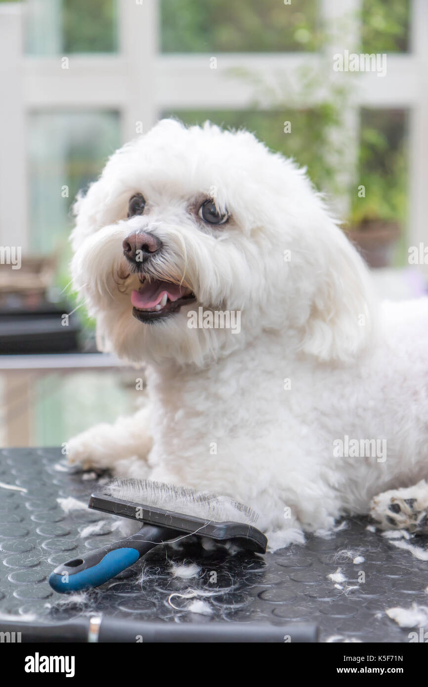 Cute white Bolognese dog is lying on the grooming table. Grooming tools
