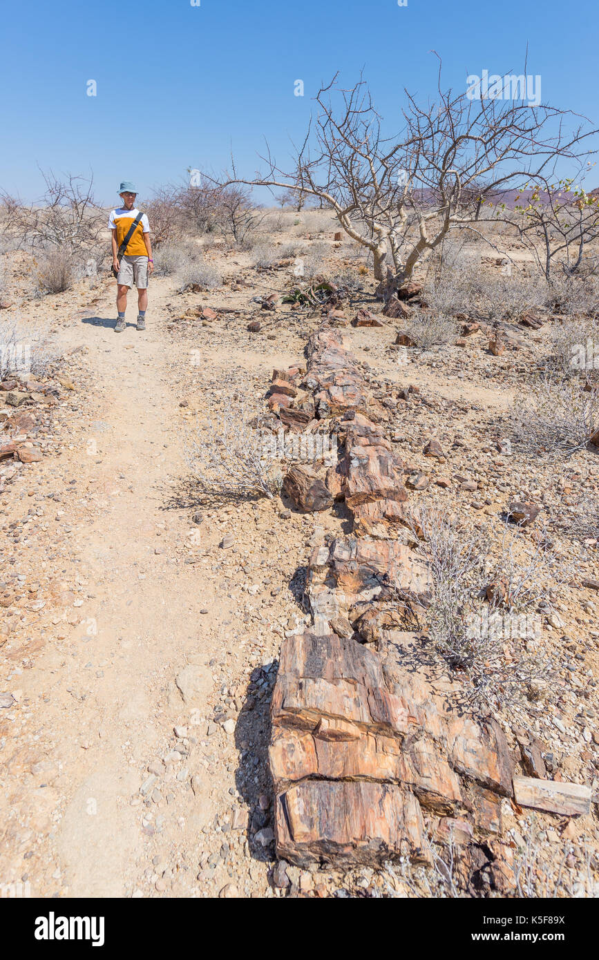 Petrified and mineralized tree trunk. Tourist in the famous Petrified Forest National Park at Khorixas, Namibia, Africa. 280 million years old woodlan Stock Photo