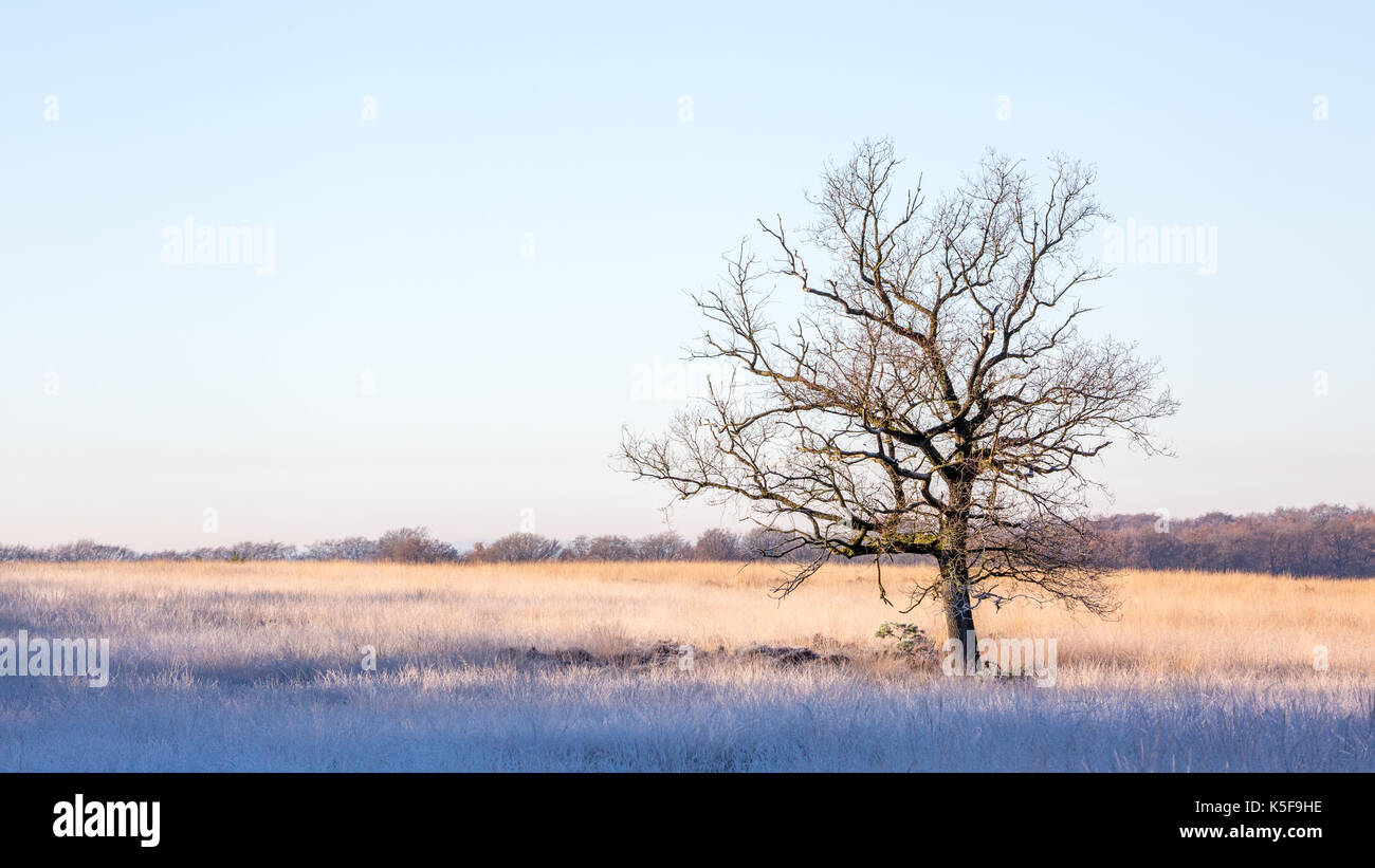 single leafless tree in the middle of a field lit by the morning sun Stock Photo